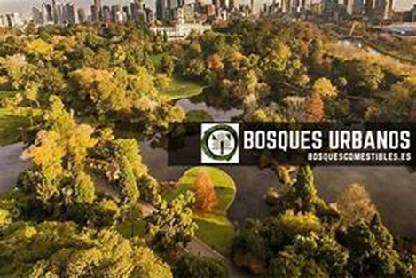 Rodear las Ciudades con Bosques: Una Solución Urbana para el Futuro Sostenible