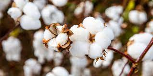 ¿Qué materiales se utilizan en la industria textil? ¿Qué materiales se utilizan en la industria textil?