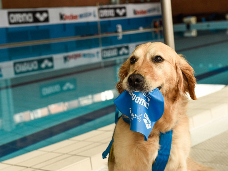 Noti- Deporte: los beneficios de la natación para tu perro Noti- Deporte: los beneficios de la natación para tu perro