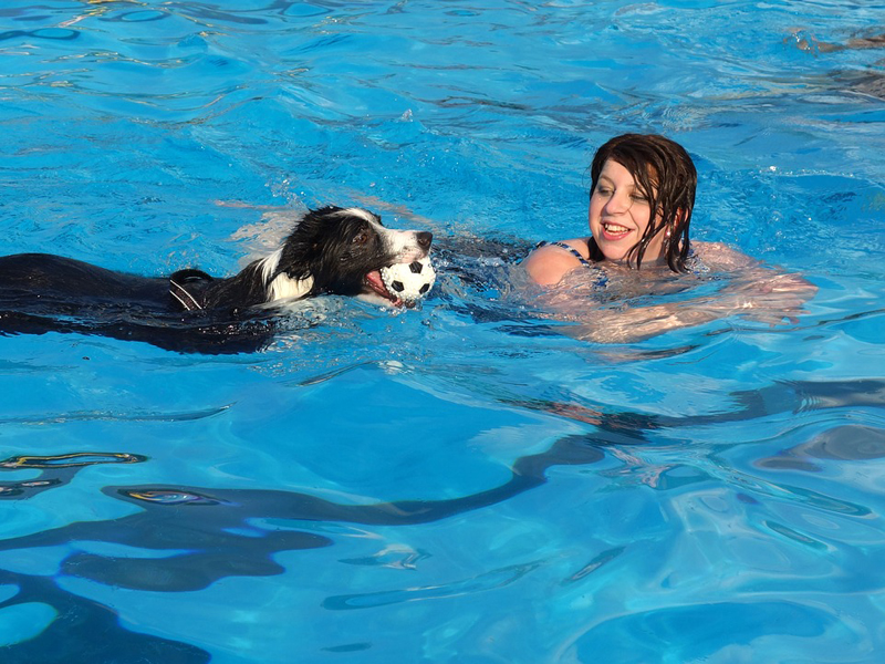 Noti- Deporte: los beneficios de la natación para tu perro Noti- Deporte: los beneficios de la natación para tu perro
