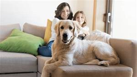 Cómo saber si tu seguro del hogar incluye la cobertura de responsabilidad civil para tu perro: Protege a tu mascota y tu patrimonio - Hjalmar Gibelli Cómo saber si tu seguro del hogar incluye la cobertura de responsabilidad civil para tu perro: Protege a tu mascota y tu patrimonio - Hjalmar Gibelli