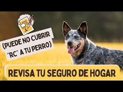 Cómo saber si tu seguro del hogar incluye la cobertura de responsabilidad civil para tu perro: Protege a tu mascota y tu patrimonio - Hjalmar Gibelli Cómo saber si tu seguro del hogar incluye la cobertura de responsabilidad civil para tu perro: Protege a tu mascota y tu patrimonio - Hjalmar Gibelli