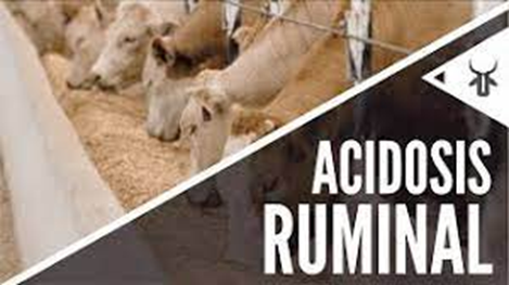 Conozca m&aacute;s de la Acidosis, una Enfermedad que Ataca a las Vacas Lecheras: Causas, S&iacute;ntomas y Tratamientos
