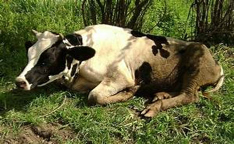 Conozca m&aacute;s de la Acidosis, una Enfermedad que Ataca a las Vacas Lecheras: Causas, S&iacute;ntomas y Tratamientos