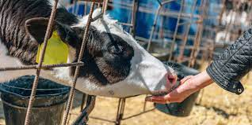 Conozca m&aacute;s de la Acidosis, una Enfermedad que Ataca a las Vacas Lecheras: Causas, S&iacute;ntomas y Tratamientos