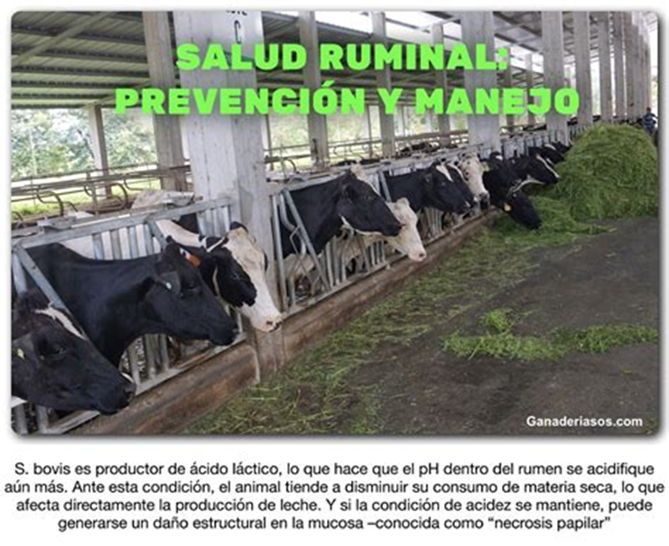 Conozca m&aacute;s de la Acidosis, una Enfermedad que Ataca a las Vacas Lecheras: Causas, S&iacute;ntomas y Tratamientos