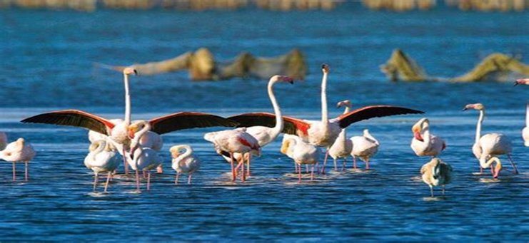 Parque Natural del Delta del Ebro: Sum&eacute;rgete en la Sugesti&oacute;n de la Naturaleza