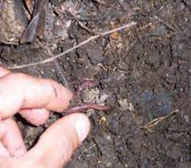 Investigaci&oacute;n y Desarrollo: La Gallinaza Compostada como Abono Org&aacute;nico de Calidad
