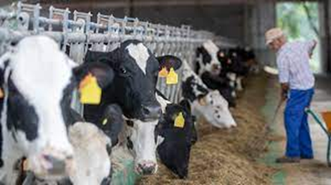 Enfermedades del ganado: Conoce los desafíos de la salud animal Enfermedades del ganado: Conoce los desafíos de la salud animal