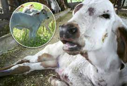 Enfermedades del ganado: Conoce los desafíos de la salud animal Enfermedades del ganado: Conoce los desafíos de la salud animal