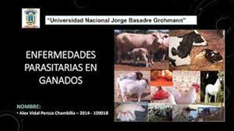Enfermedades del ganado: Conoce los desafíos de la salud animal Enfermedades del ganado: Conoce los desafíos de la salud animal