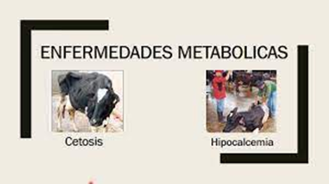 Enfermedades del ganado: Conoce los desafíos de la salud animal Enfermedades del ganado: Conoce los desafíos de la salud animal