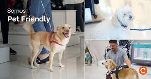 Pet Friendly en las tiendas Traki: &iexcl;Una experiencia &uacute;nica para ti y tu mascota!&nbsp;