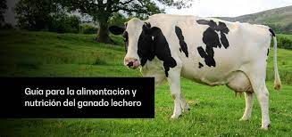 Tipos de alimentaci&oacute;n animal para el ganado: Una gu&iacute;a completa&nbsp;