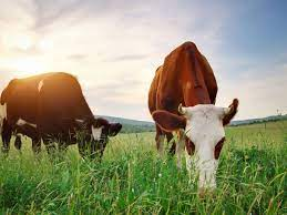 Tipos de alimentaci&oacute;n animal para el ganado: Una gu&iacute;a completa&nbsp;