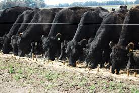 Tipos de alimentaci&oacute;n animal para el ganado: Una gu&iacute;a completa&nbsp;