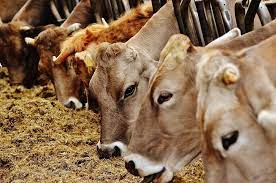 Tipos de alimentaci&oacute;n animal para el ganado: Una gu&iacute;a completa&nbsp;