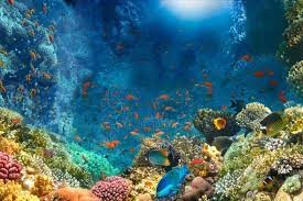 Descubre los Destinos M&aacute;s Populares para Practicar Turismo Acu&aacute;tico en el Medio Oriente&nbsp;