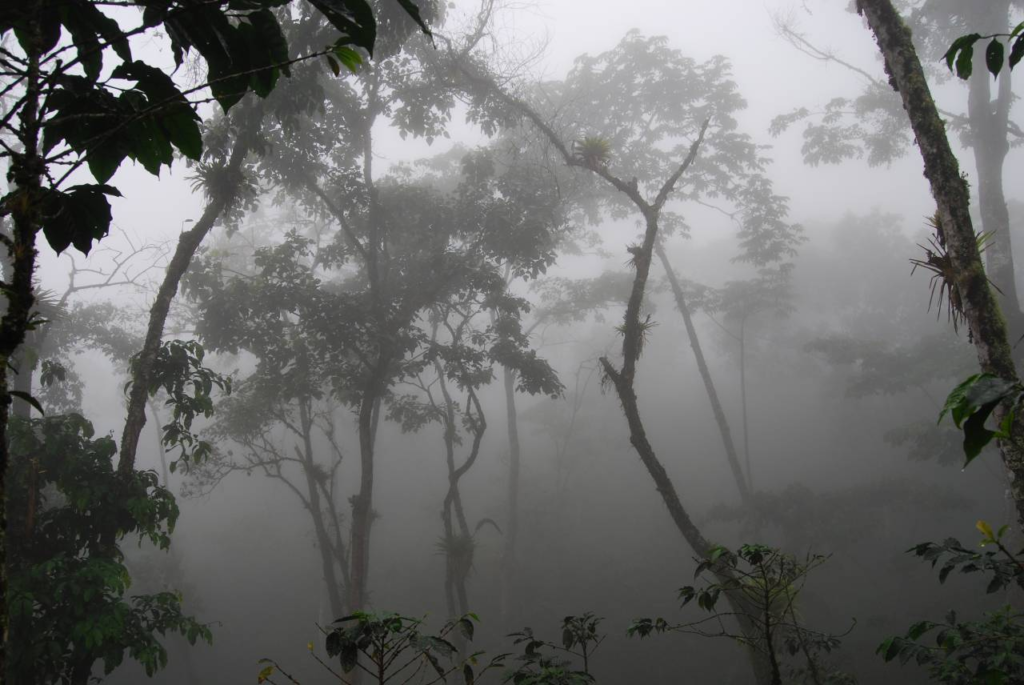 Descubriendo la exuberante vegetaci&oacute;n del Parque Canaima&nbsp;