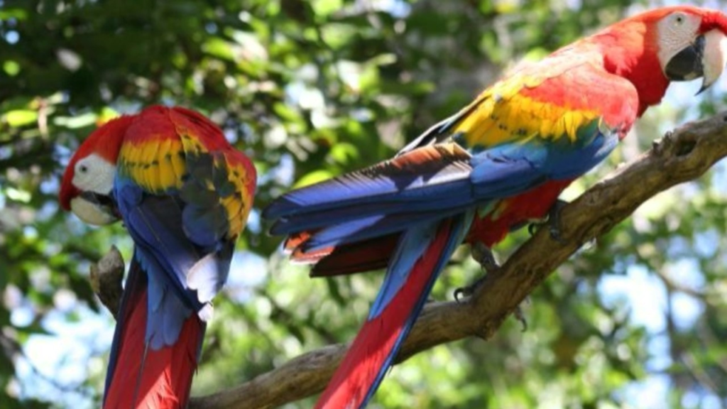Descubriendo la exuberante vegetaci&oacute;n del Parque Canaima&nbsp;