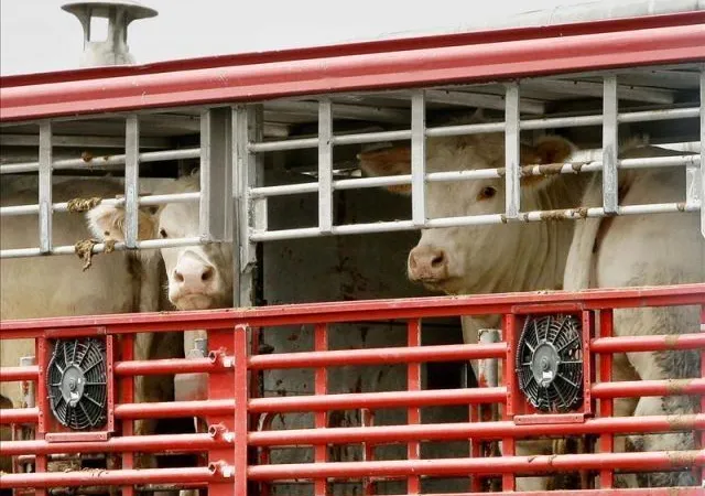 Estrategias para Reducir el Estr&eacute;s en el Ganado durante el Transporte&nbsp;