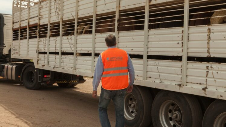 Estrategias para Reducir el Estr&eacute;s en el Ganado durante el Transporte&nbsp;