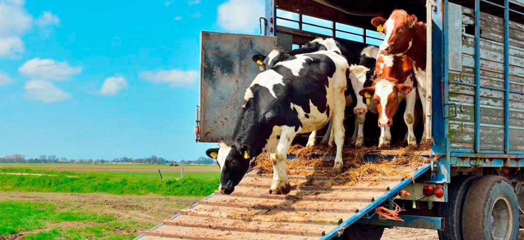 Estrategias para Reducir el Estr&eacute;s en el Ganado durante el Transporte&nbsp;