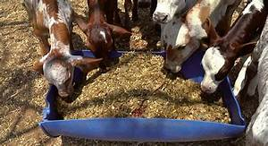 La importancia de la calidad del forraje en la alimentaci&oacute;n del ganado