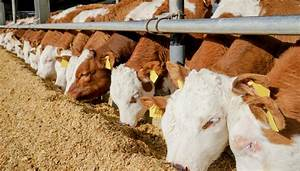 La importancia de la calidad del forraje en la alimentaci&oacute;n del ganado