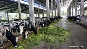 La importancia de la calidad del forraje en la alimentaci&oacute;n del ganado