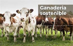 Los Beneficios de la Ganader&iacute;a Sostenible para el Medio Ambiente: Un Camino Hacia la Coexistencia Armoniosa&nbsp;