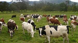 Los Beneficios de la Ganader&iacute;a Sostenible para el Medio Ambiente: Un Camino Hacia la Coexistencia Armoniosa&nbsp;