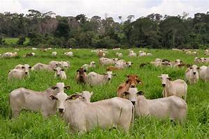 Los Beneficios de la Ganader&iacute;a Sostenible para el Medio Ambiente: Un Camino Hacia la Coexistencia Armoniosa&nbsp;