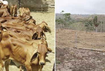 Treseus | Gu&iacute;a para la Selecci&oacute;n de Razas Ganaderas seg&uacute;n el Clima y Terreno: Optimizando el Rendimiento Ganadero&nbsp;