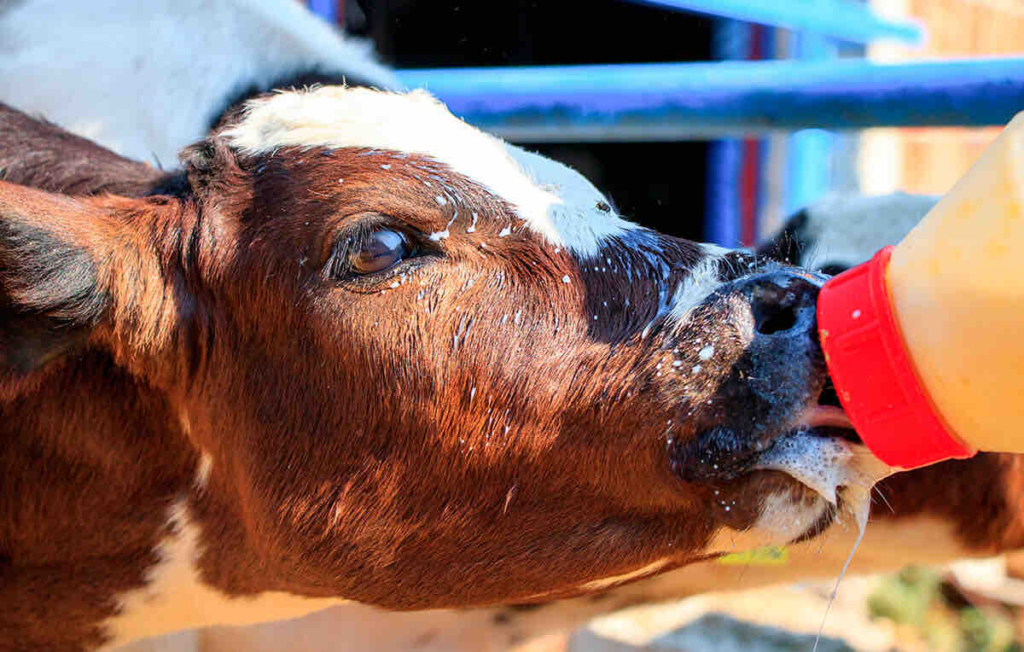 Treseus | Tendencias Innovadoras en la Nutrici&oacute;n Animal: Impulsando la Salud y el Rendimiento&nbsp;