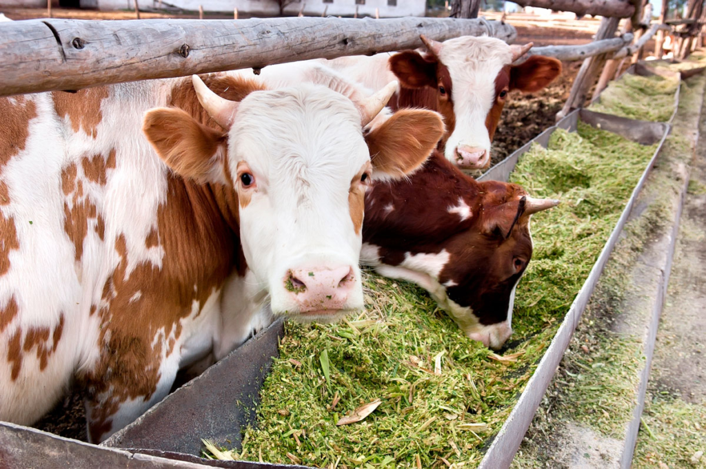 Treseus | Tendencias Innovadoras en la Nutrici&oacute;n Animal: Impulsando la Salud y el Rendimiento&nbsp;