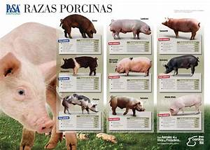 Principales razas de ganado bovino, ovino, caprino y porcino: Conoce la diversidad y caracter&iacute;sticas de estas especies ganaderas&nbsp;