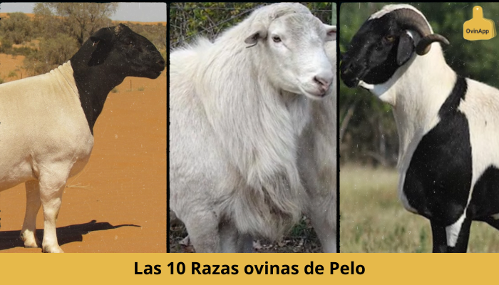 Principales razas de ganado bovino, ovino, caprino y porcino: Conoce la diversidad y caracter&iacute;sticas de estas especies ganaderas&nbsp;