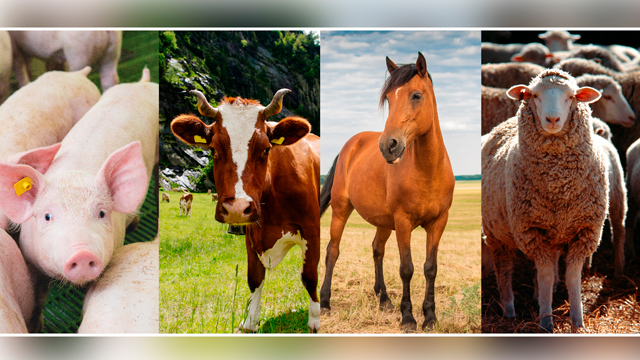 Principales razas de ganado bovino, ovino, caprino y porcino: Conoce la diversidad y caracter&iacute;sticas de estas especies ganaderas&nbsp;