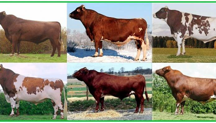 Principales razas de ganado bovino, ovino, caprino y porcino: Conoce la diversidad y caracter&iacute;sticas de estas especies ganaderas&nbsp;