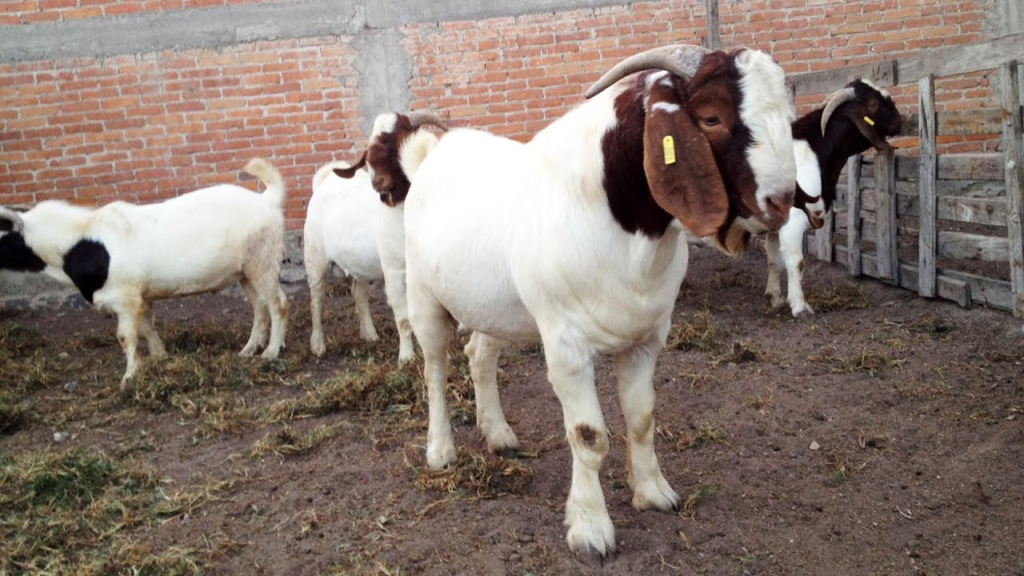Principales razas de ganado bovino, ovino, caprino y porcino: Conoce la diversidad y caracter&iacute;sticas de estas especies ganaderas&nbsp;
