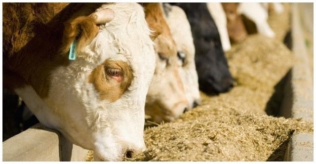Suplementación Alimenticia y su Impacto en la Salud y Rendimiento del Ganado: Optimizando la Producción Agrícola Suplementación Alimenticia y su Impacto en la Salud y Rendimiento del Ganado: Optimizando la Producción Agrícola