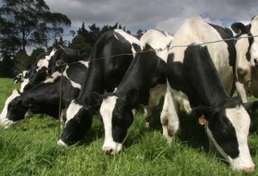 Suplementación Alimenticia y su Impacto en la Salud y Rendimiento del Ganado: Optimizando la Producción Agrícola Suplementación Alimenticia y su Impacto en la Salud y Rendimiento del Ganado: Optimizando la Producción Agrícola