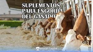 Suplementación Alimenticia y su Impacto en la Salud y Rendimiento del Ganado: Optimizando la Producción Agrícola Suplementación Alimenticia y su Impacto en la Salud y Rendimiento del Ganado: Optimizando la Producción Agrícola