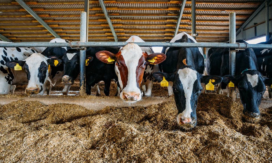 Suplementación Alimenticia y su Impacto en la Salud y Rendimiento del Ganado: Optimizando la Producción Agrícola Suplementación Alimenticia y su Impacto en la Salud y Rendimiento del Ganado: Optimizando la Producción Agrícola