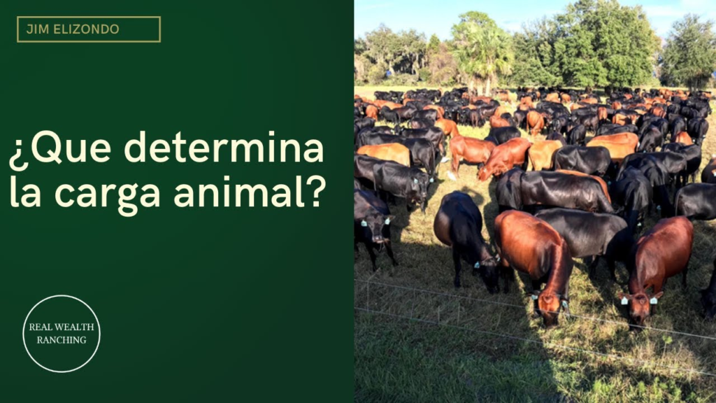 &nbsp;Treseus | T&eacute;cnicas de Pastoreo y Manejo de Pastos: Claves para una Alimentaci&oacute;n &Oacute;ptima&nbsp;