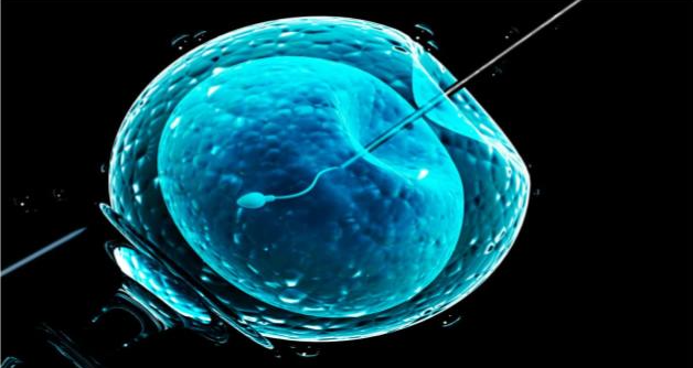 Explorando las Fronteras de la Reproducci&oacute;n Asistida: Inseminaci&oacute;n Artificial y Transferencia de Embriones