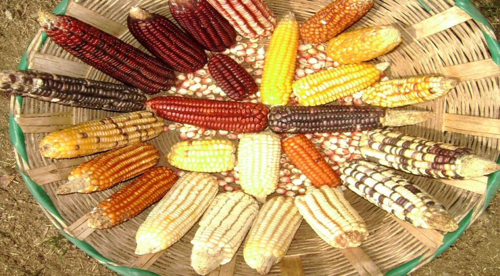 Sabores Ancestrales: La Cocina y los Alimentos en las Culturas Prehisp&aacute;nicas de Am&eacute;rica&nbsp;