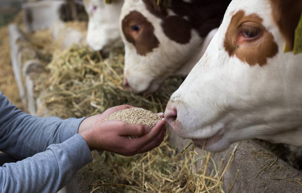 Alimentaci&oacute;n &Oacute;ptima para el Ganado: Explorando los Principales Tipos de Alimentos y Forrajes&nbsp;