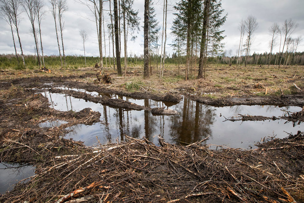 Amenazas a la Biodiversidad: Deforestaci&oacute;n, Contaminaci&oacute;n y Cambio Clim&aacute;tico&nbsp;